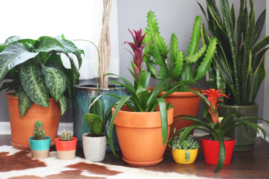 tips to take care of houseplants 883567