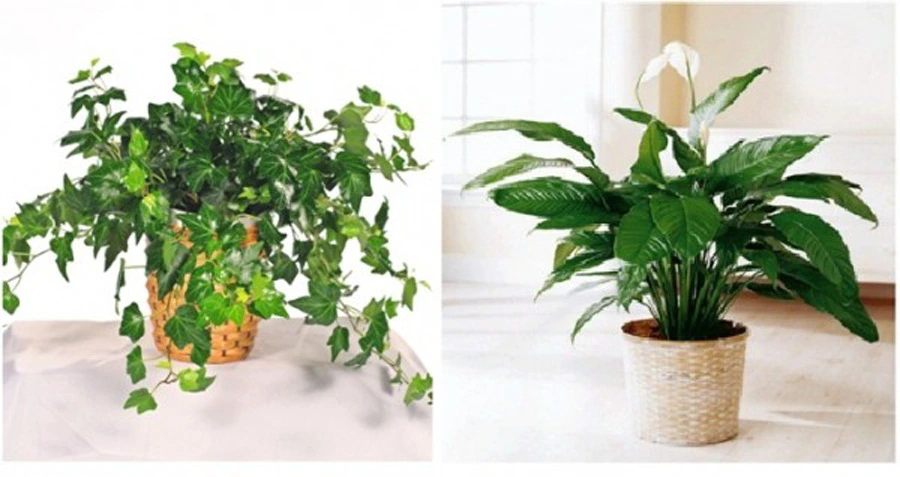 6 houseplants for purifying apartment 004755