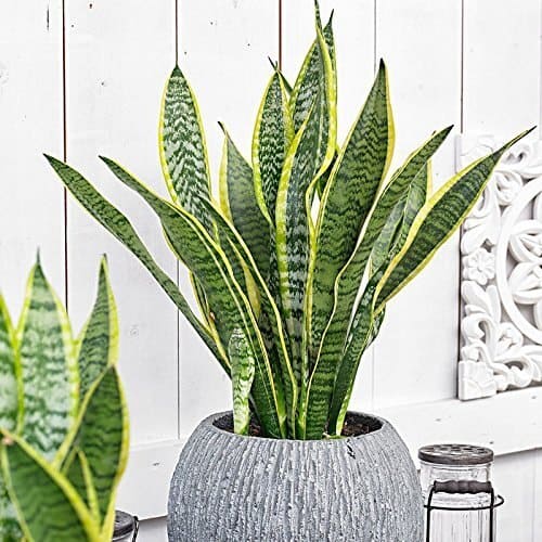 Snake plant 