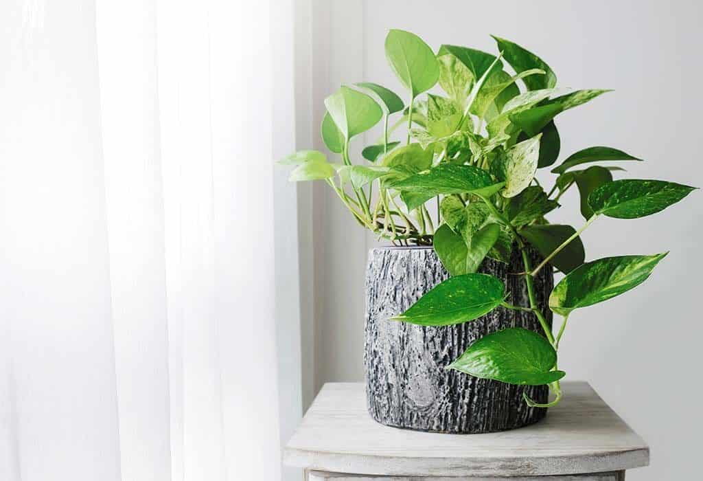 Money Plant