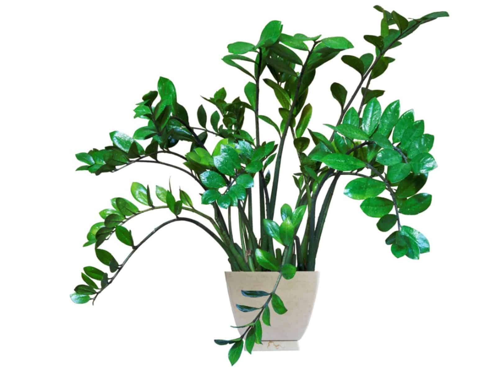 ZZ Plant