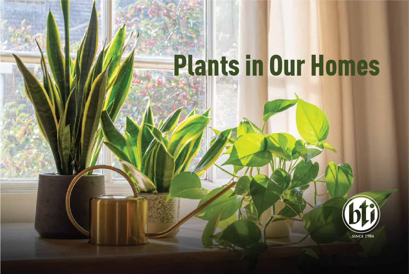 Plants in Our Home